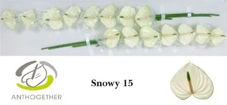Anth Snowy