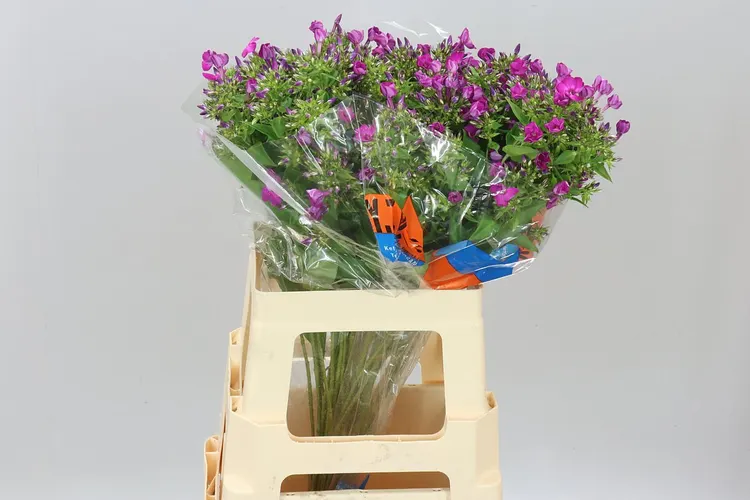 Phlox Sky Eyes 60 cm