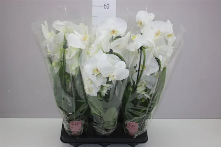 Orchidea Phalaenopsis Cascade biela, 2 výhony črepník 12 cm