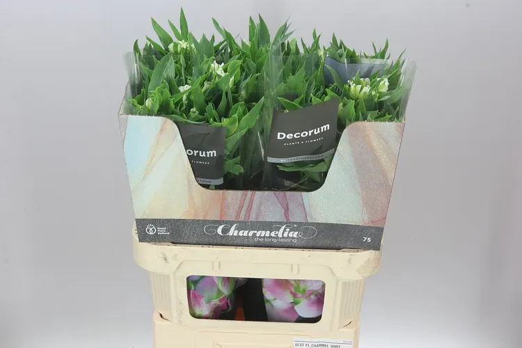 Alstro Charm White 75 cm