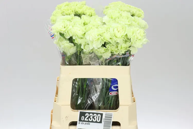 Karafiát Prado 55 cm