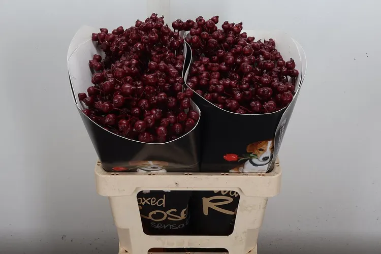 Rosa Bottel Wx Bordeaux 60 cm