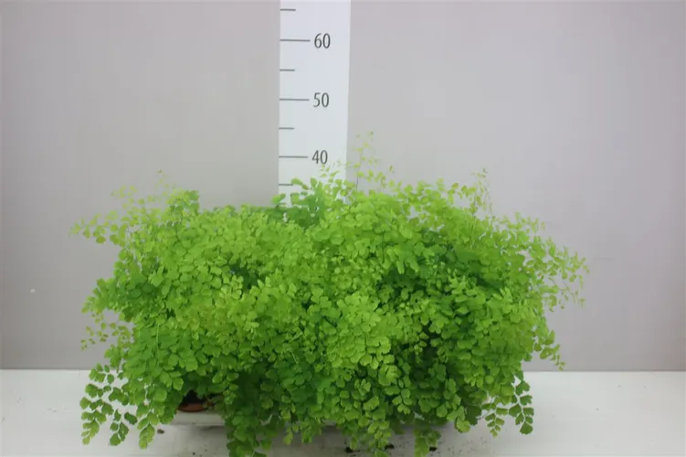 Adiantum Ra Fragrans črepník 12 cm