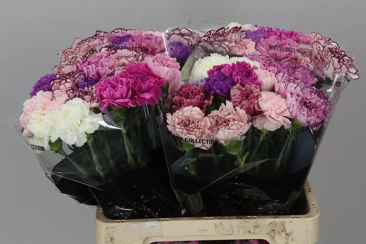 Karafiát mix Lavender 60 cm