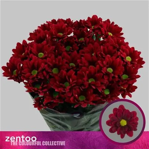 Chr T Mexicano 70 cm