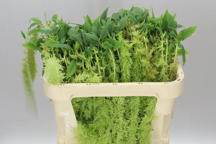 Amarant Trailing Green Spider 80 cm