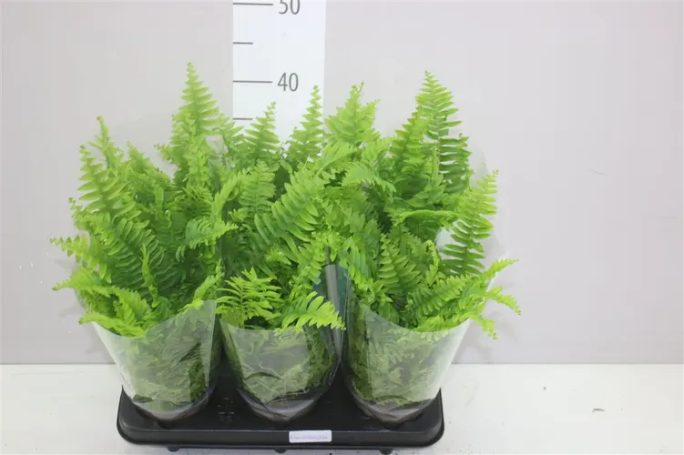 Nephrolepis Ex Vitale črepník 12 cm