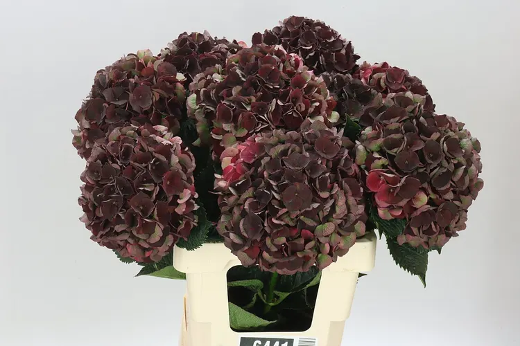 Hortenzia Dark Ruby Classic 60 cm