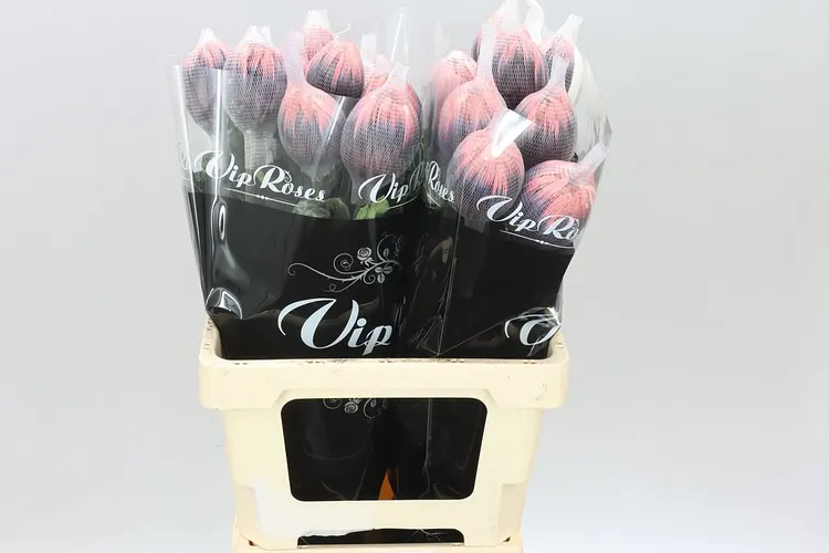 Chr G Stravina Soft Peach 65 cm