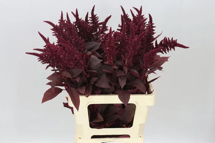 Amarant St Cr Velvet 70 cm