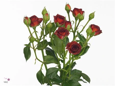 Rosa Spray Chococcino 50 cm