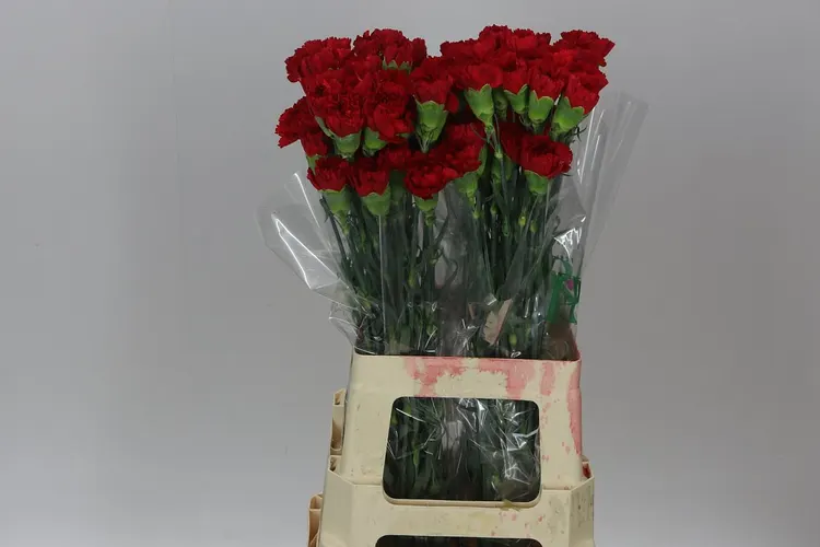 Karafiát Red 65 cm