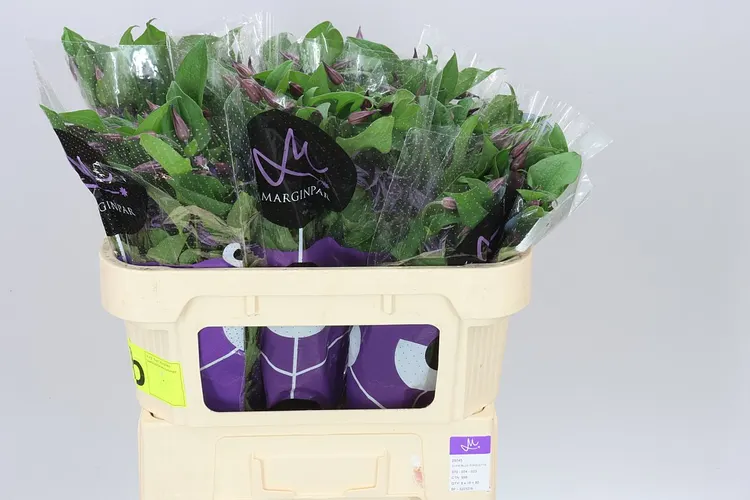 Clematis Blue Pirouette 70 cm
