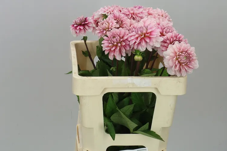 Dahlia Cranberry Twist 50 cm