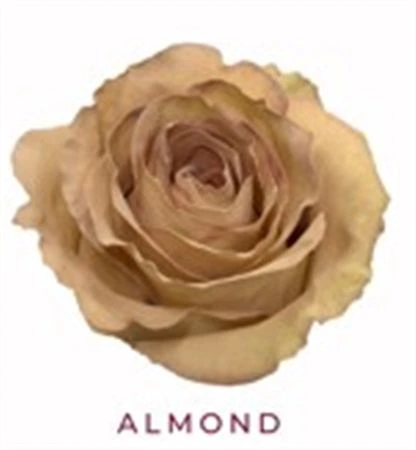 Ruža farbená Almond, Ekvádor 50 cm