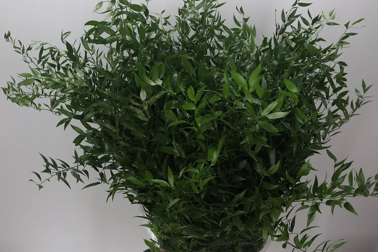 Ruscus Soft Long 120 cm