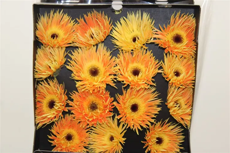 Gerbera Diamond Spider Anacleto 55 cm