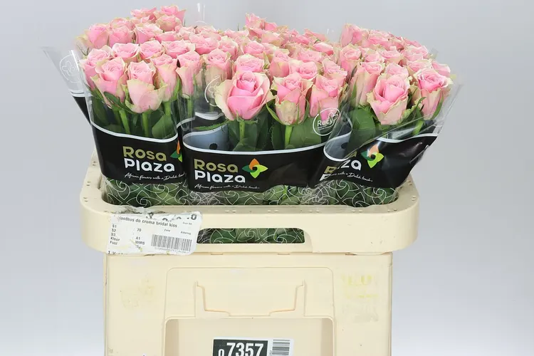 Rosa Gr Athena Royale 60 cm