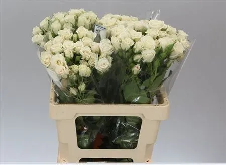 Rosa Tr Ec Majolika White 60 cm