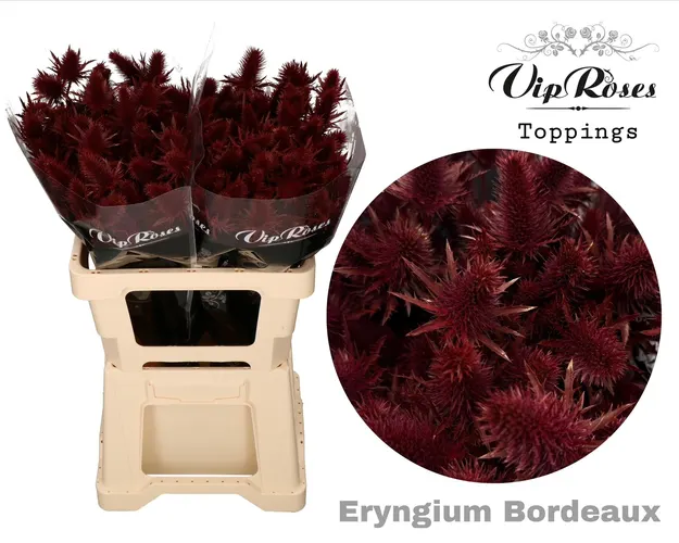Eryngium Supernova Bordeaux 60cm 60 cm