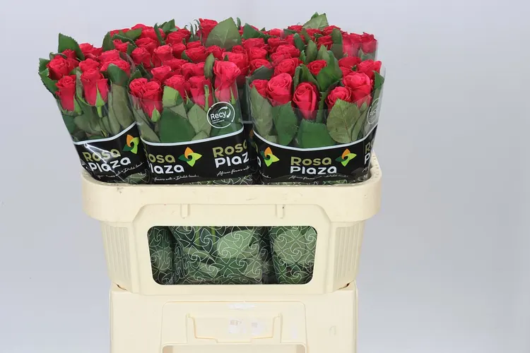 Rosa Gr Tacazzi 70 cm