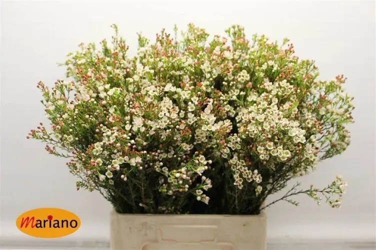 Voskovka Blondie 70 cm