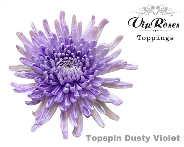 Chr G Topspin Dusty Violet 70 cm