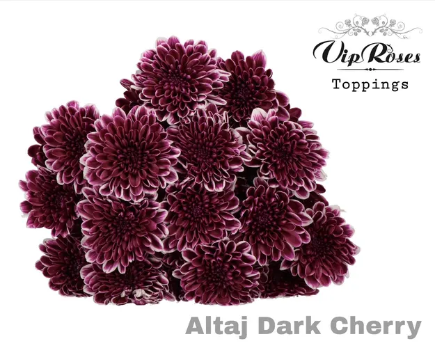 Chryzantéma trsová Altaj Dark Cherry 65 cm