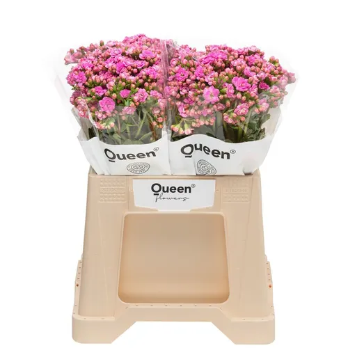 Kalanchoe Taffy Pink 40 cm