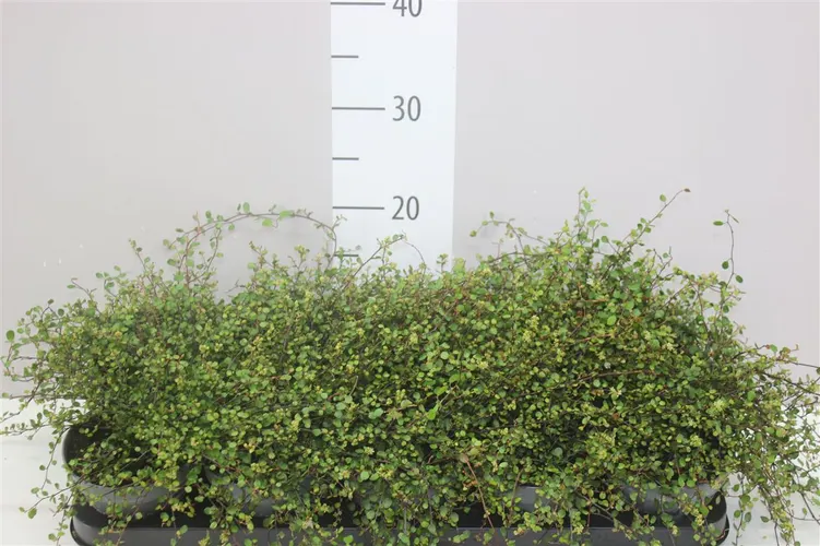 Muehlenbeckia Co Golden Girl črepník 12 cm