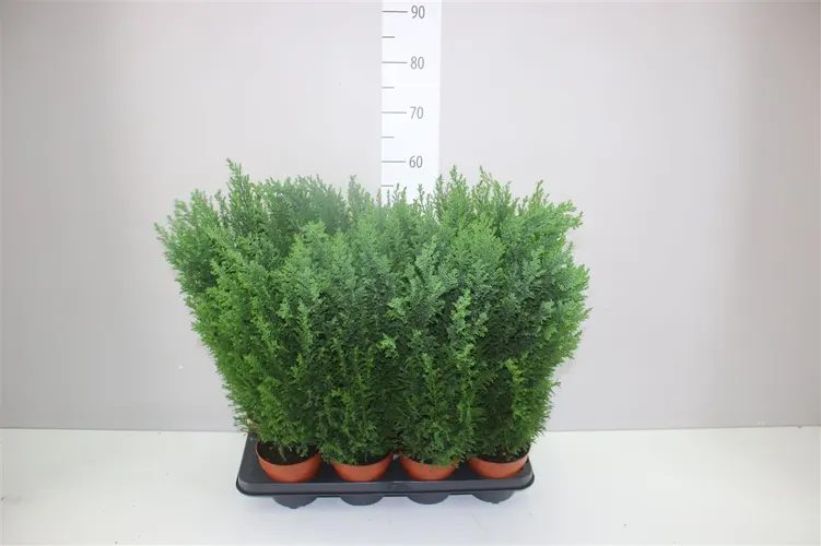 Chamaecyparis La Ellwoodii črepník 13 cm