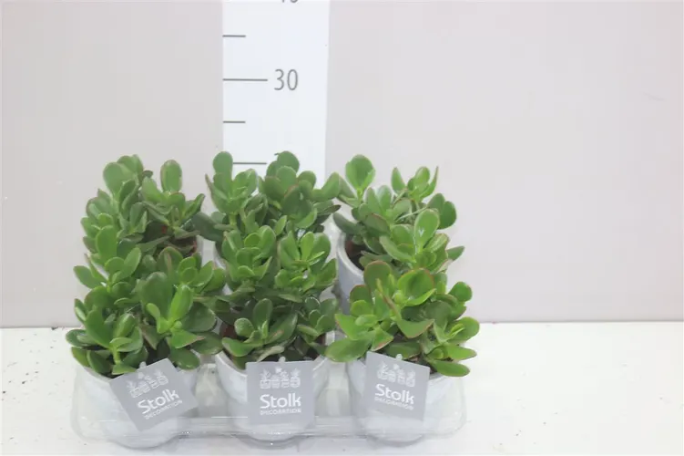 Crassula Ovata White Wash Keramiek črepník 11 cm