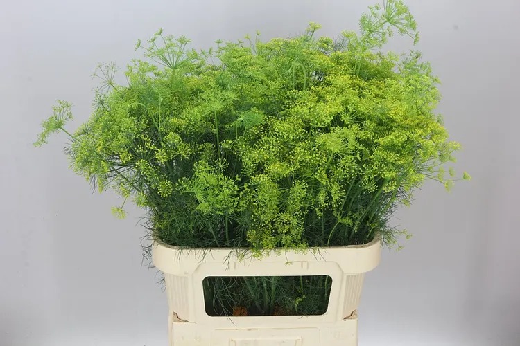 Anethum Graveolens 80 cm