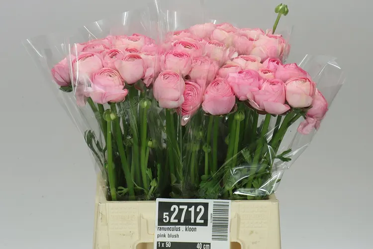 Iskerník . Kloon Blush Pink 40 cm