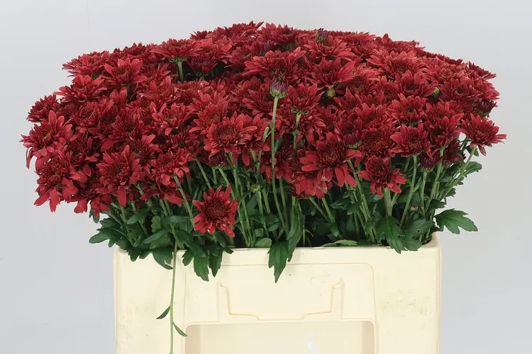 Chr Tbu Beppie Super Rood 55 cm