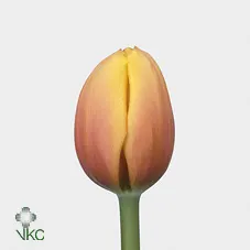 Tulipa En Ad Marit