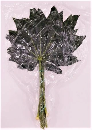 Aralia Extra Vacuum X5 50 cm