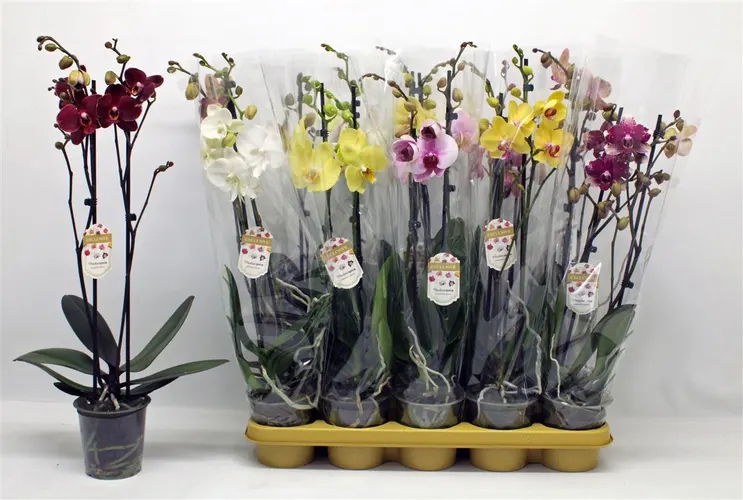 Orchidea Phalaenopsis mix 16+, 2 výhony črepník 12 cm