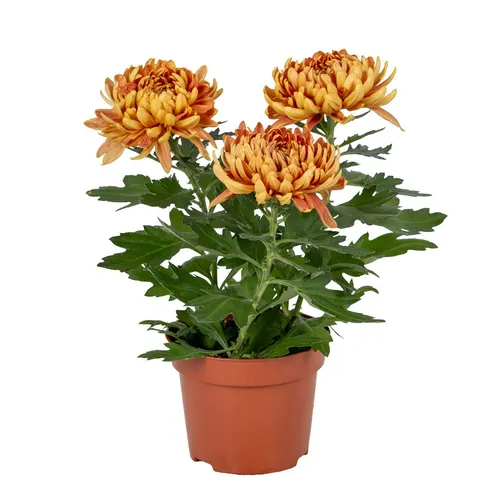 Chrysant Cosmo Compact Oranje črepník 12 cm