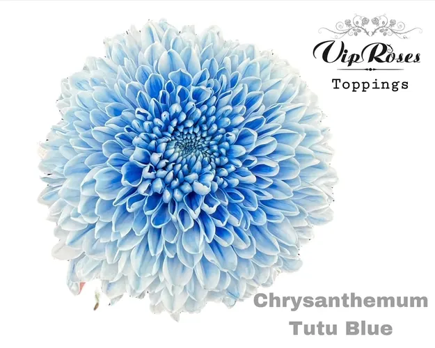 Chryzantéma veľkokvetá Tutu Blue 70 cm