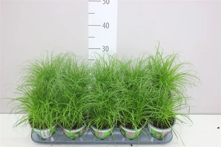 Cyperus Alt Zumula črepník 12 cm