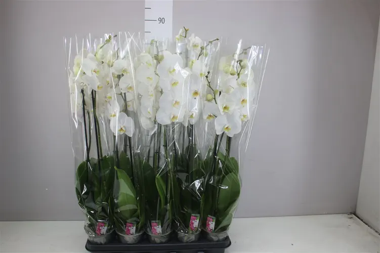 Orchidea Phalaenopsis biela 12+, 2 výhony črepník 12 cm
