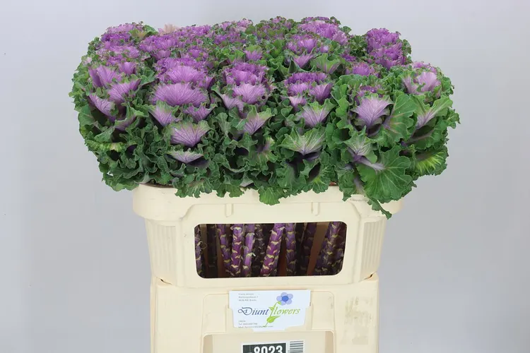 Okrasná kapusta Bogdana 70 cm