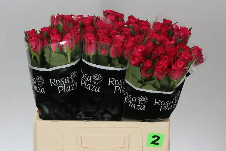 Rosa Gr Orchestra 60 cm