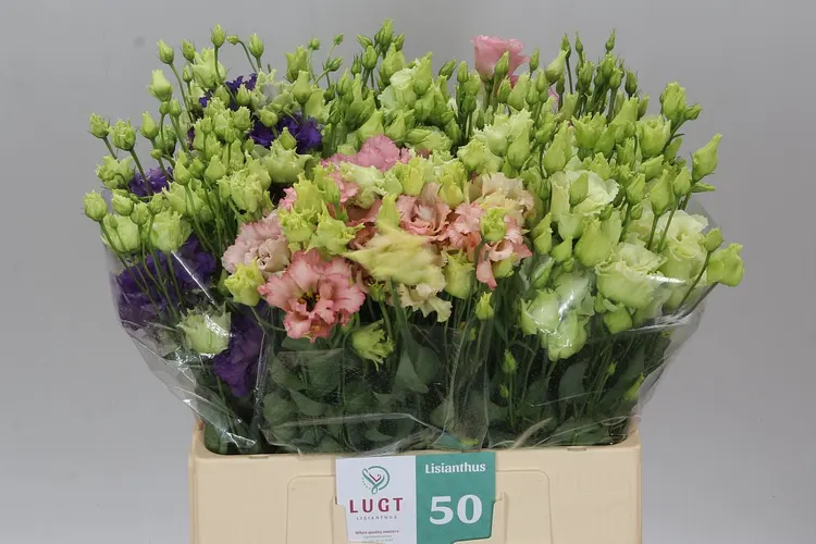 Eustómy / liziantusy (Eustoma)