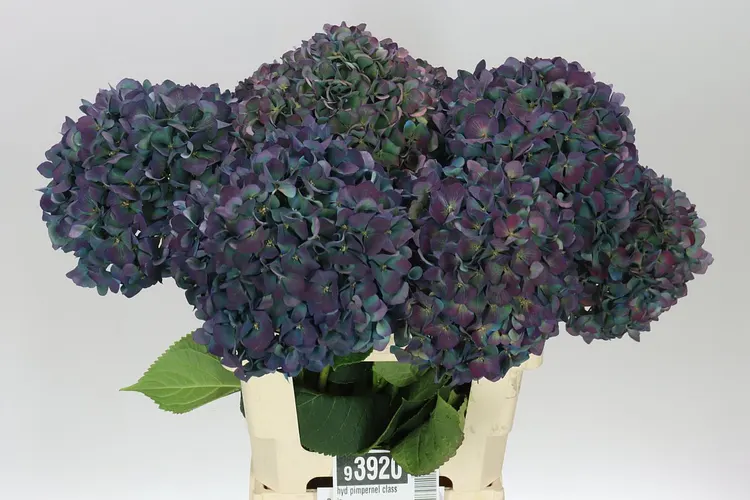 Hortenzia Pimpernel Classic 60 cm