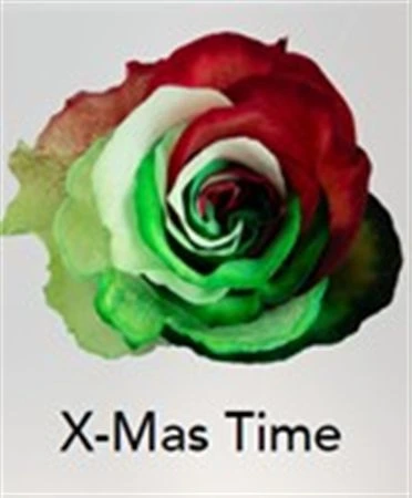 Ruža farbená Xmas Time, Ekvádor 50 cm