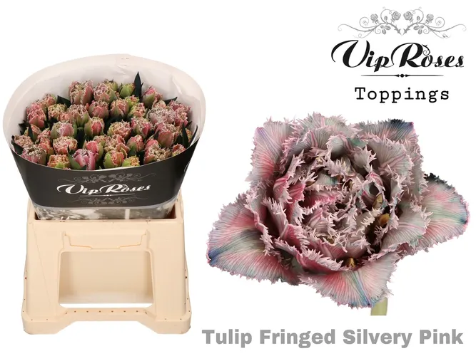 Tu Fr Fringed Silvery Pink 34 cm