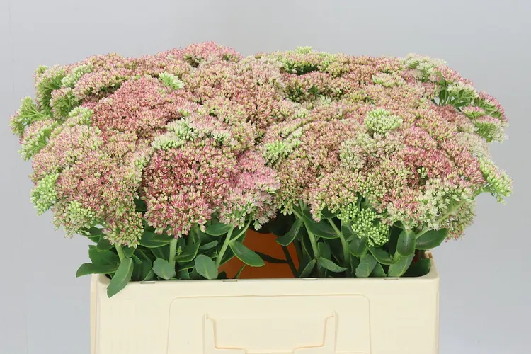 Sedum Spectabile 55 cm