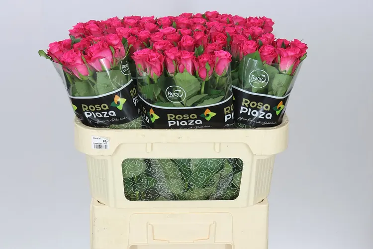 Rosa Gr Orchestra 70 cm